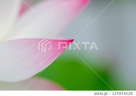蓮の花びらにピントを合わせて 蓮の花びらにピントを合わせて 125914220