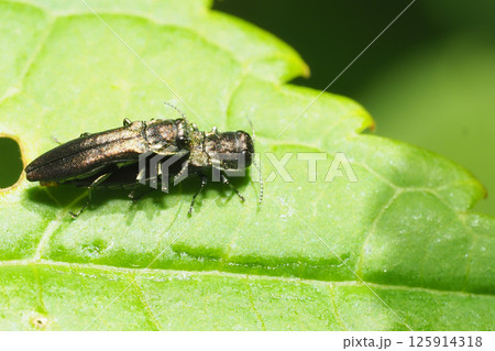 ナガタマムシの一種 ナガタマムシの一種 125914318