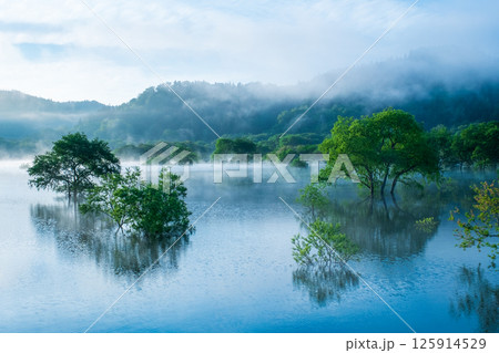 白川湖の水没林 白川湖の水没林 125914529
