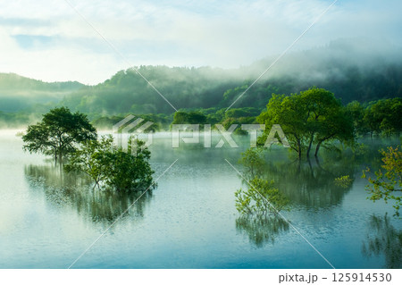 白川湖の水没林 125914530