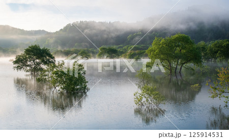 白川湖の水没林 白川湖の水没林 125914531