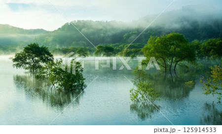 白川湖の水没林 125914533
