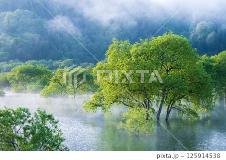 白川湖の水没林 125914538