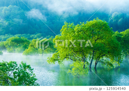 白川湖の水没林 125914540
