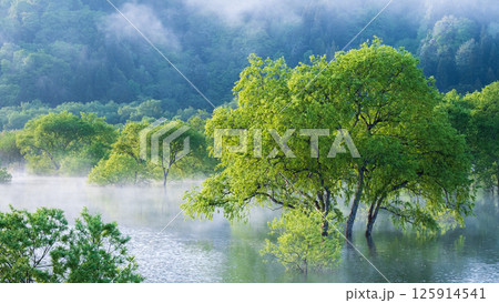 白川湖の水没林 125914541