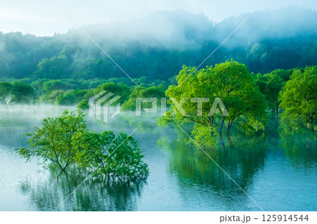 白川湖の水没林 白川湖の水没林 125914544