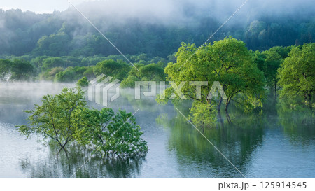 白川湖の水没林 白川湖の水没林 125914545