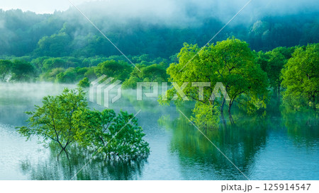 白川湖の水没林 125914547