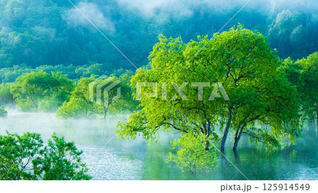 白川湖の水没林 白川湖の水没林 125914549