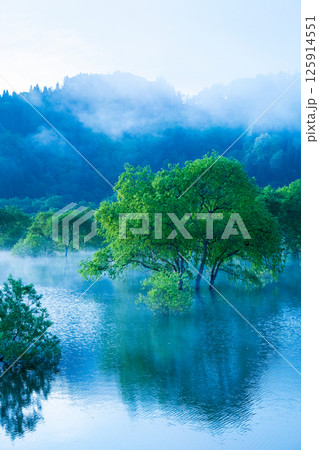白川湖の水没林 125914551