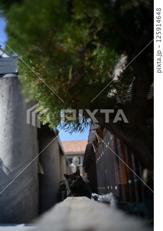 路地裏の細い路地とそこを通る黒猫 125914648