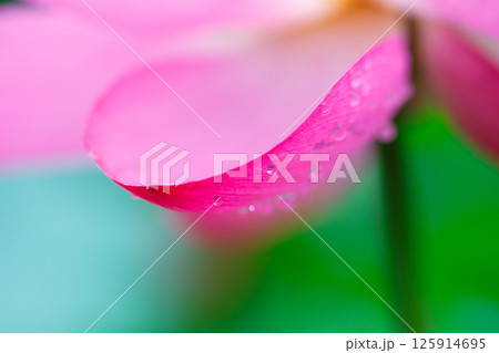 ハスのピンクの花びらに乗る滴 ハスのピンクの花びらに乗る滴 125914695