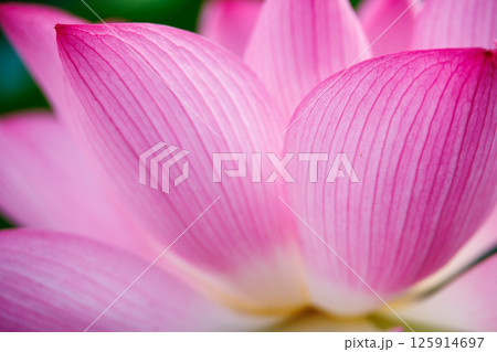 蓮の花のクローズアップ 蓮の花のクローズアップ 125914697