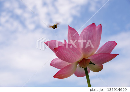 青空とハスの花に飛ぶミツバチ 125914699