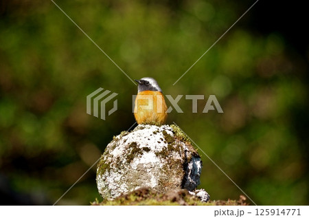 国東半島　身濯神社で見かけたジョウビタキ 125914771