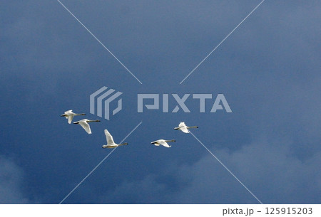 青空にくっきりと飛ぶ白鳥たち 青空にくっきりと飛ぶ白鳥たち 125915203