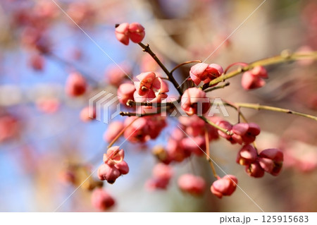 マユミの実 マユミの実 125915683