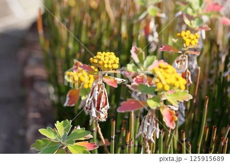 イソギクの花 イソギクの花 125915689