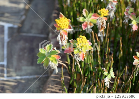 イソギクの花 125915690