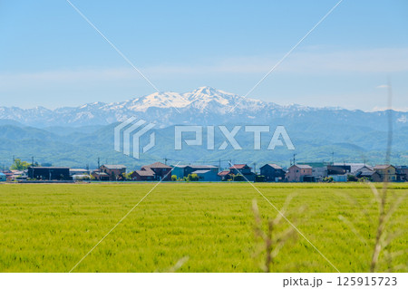 麦畑と白山の山並み（石川県能美市大長野町から） 125915723