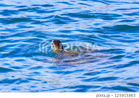 中木港内で息継ぎをするアオウミガメ。 ヒリゾ浜中木南伊豆町伊豆半島静岡県2024 125915863