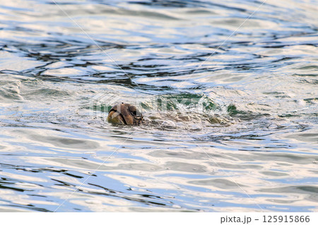 中木港内で息継ぎをするアオウミガメ。 ヒリゾ浜中木南伊豆町伊豆半島静岡県2024 中木港内で息継ぎをするアオウミガメ。 ヒリゾ浜中木南伊豆町伊豆半島静岡県2024 125915866