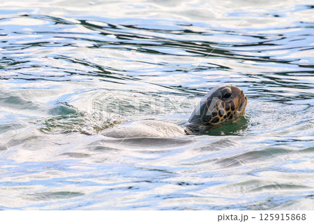 中木港内で息継ぎをするアオウミガメ。 ヒリゾ浜中木南伊豆町伊豆半島静岡県2024 中木港内で息継ぎをするアオウミガメ。 ヒリゾ浜中木南伊豆町伊豆半島静岡県2024 125915868