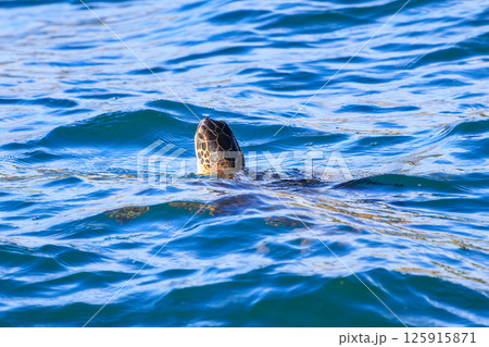 中木港内で息継ぎをするアオウミガメ。 ヒリゾ浜中木南伊豆町伊豆半島静岡県2024 125915871
