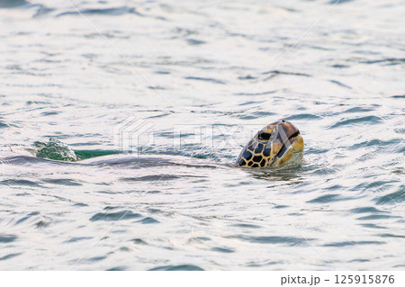 中木港内で息継ぎをするアオウミガメ。 ヒリゾ浜中木南伊豆町伊豆半島静岡県2024 125915876