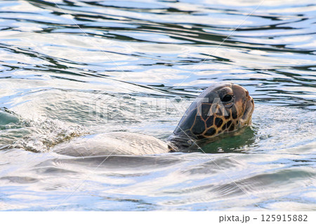 中木港内で息継ぎをするアオウミガメ。 ヒリゾ浜中木南伊豆町伊豆半島静岡県2024 125915882
