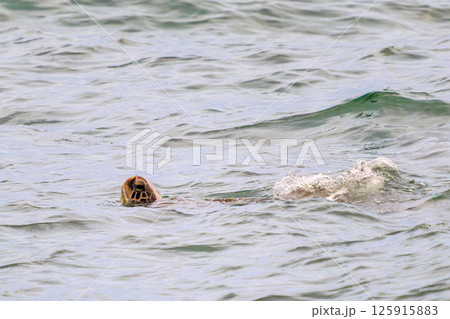 中木港内で息継ぎをするアオウミガメ。 ヒリゾ浜中木南伊豆町伊豆半島静岡県2024 125915883