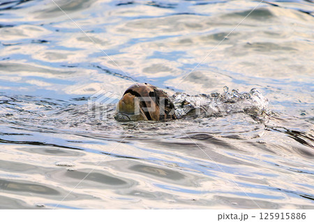 中木港内で息継ぎをするアオウミガメ。 ヒリゾ浜中木南伊豆町伊豆半島静岡県2024 125915886