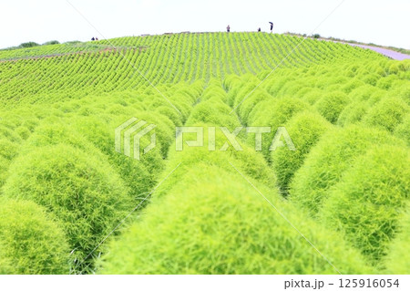 8月のコキアの丘 8月のコキアの丘 125916054