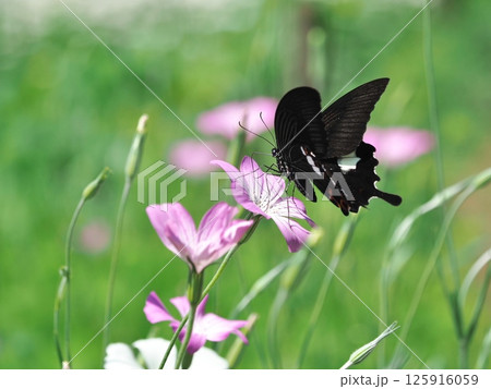 ムギセンノウ（アグロステンマ）で吸蜜するモンキアゲハです。 125916059