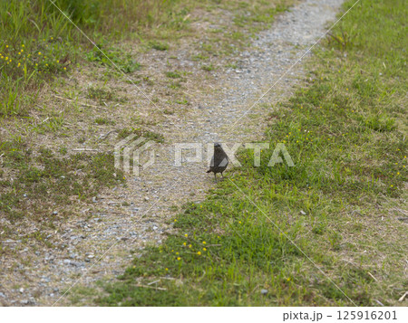 河川敷の道を歩くイソヒヨドリの雌 河川敷の道を歩くイソヒヨドリの雌 125916201