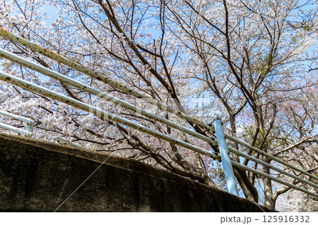 桜のある風景 125916332