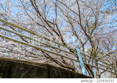 桜のある風景 125916333