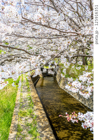 桜のある風景 125916351