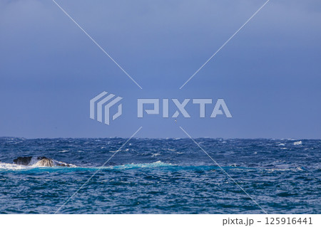 沖を飛ぶオオミズナギドリ。ヒリゾ浜中木南伊豆町伊豆半島静岡県2024 沖を飛ぶオオミズナギドリ。ヒリゾ浜中木南伊豆町伊豆半島静岡県2024 125916441