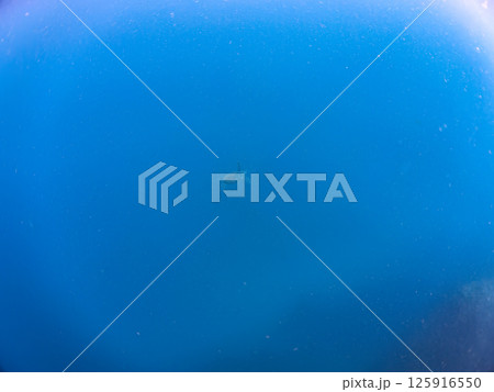 ゆったり泳ぐ美しく大きなアオウミガメ（ウミガメ科）。静岡県伊豆半島賀茂郡南伊豆町中木ヒリゾ浜2024 125916550