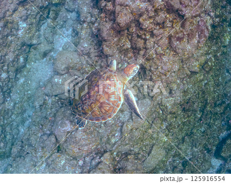 ゆったり泳ぐ美しく大きなアオウミガメ（ウミガメ科）。静岡県伊豆半島賀茂郡南伊豆町中木ヒリゾ浜2024 125916554