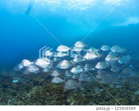 ヘダイの群れ。ヒリゾ浜中木南伊豆町伊豆半島静岡県2024 125916584