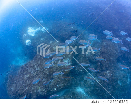 ヘダイの群れ。ヒリゾ浜中木南伊豆町伊豆半島静岡県2024 ヘダイの群れ。ヒリゾ浜中木南伊豆町伊豆半島静岡県2024 125916585