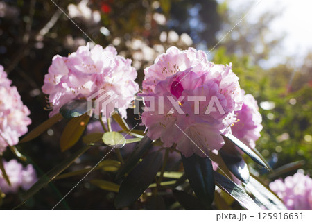 長安寺に咲くピンク色のシャクナゲ 長安寺に咲くピンク色のシャクナゲ 125916631