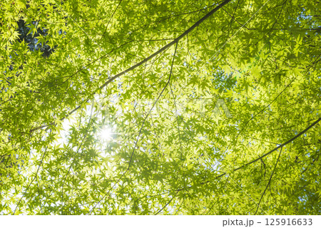 太陽に透ける新緑のもみじの葉 太陽に透ける新緑のもみじの葉 125916633