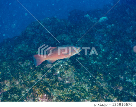 大きなスジアラ。伊豆では珍しい南方系のハタ科。ヒリゾ浜中木南伊豆町伊豆半島静岡県2024 大きなスジアラ。伊豆では珍しい南方系のハタ科。ヒリゾ浜中木南伊豆町伊豆半島静岡県2024 125916676