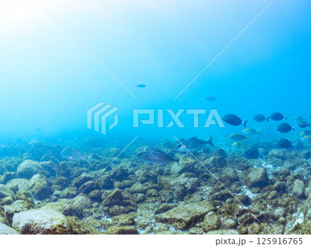 大きなカンパチの群れ他。ヒリゾ浜中木南伊豆町伊豆半島静岡県2024 125916765