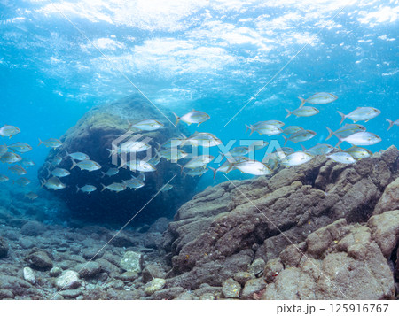 大きなカンパチの群れ他。ヒリゾ浜中木南伊豆町伊豆半島静岡県2024 125916767