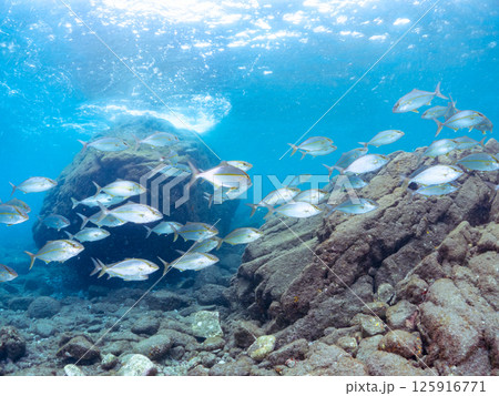 大きなカンパチの群れ他。ヒリゾ浜中木南伊豆町伊豆半島静岡県2024 大きなカンパチの群れ他。ヒリゾ浜中木南伊豆町伊豆半島静岡県2024 125916771