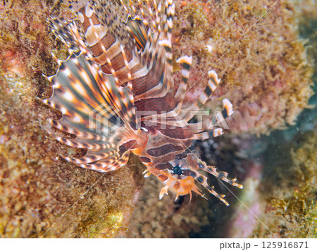 広げたヒレが美しいキリンミノ。ヒリゾ浜中木南伊豆町伊豆半島静岡県2024 125916871